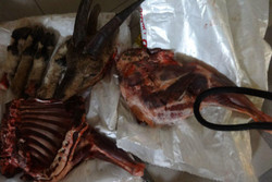 کشف لاشه ۲راس پازن از شکارچیان غیر مجاز در قزوین