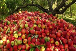 هئیت تجاری ویتنام برای خرید سیب به آذربایجان غربی سفر می کند