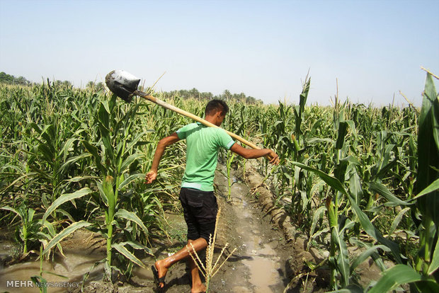 پرداخت ۳۰ میلیارد ریال مطالبات پیمانکاران تولید کننده بذر قزوین