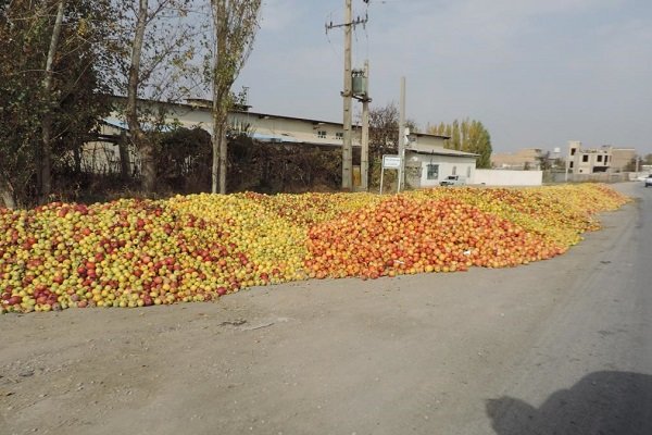 ۴۰ هزارتن سیب صنعتی از باغداران آذربایجان غربی خریداری شد