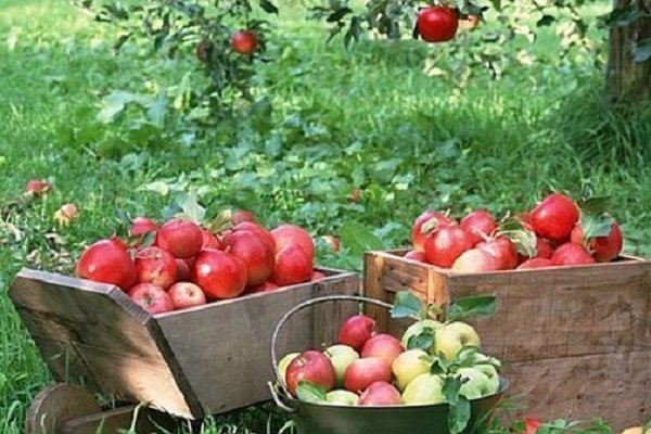 تشکل های کشاورزی درتقویت زنجیره صادرات سیب نقش کلیدی دارند