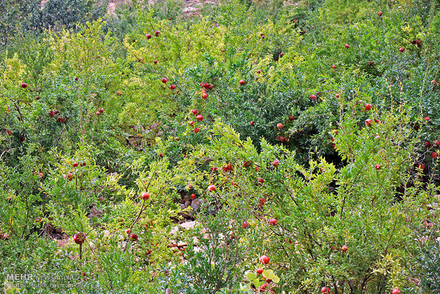 Pomegranate celebration