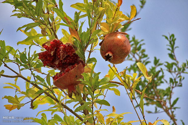 Pomegranate celebration