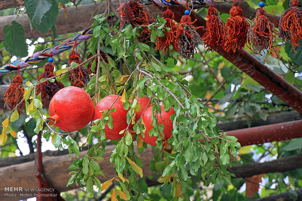 Pomegranate celebration