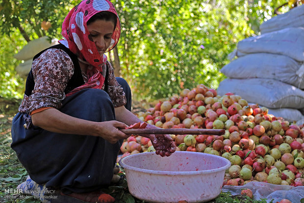 Pomegranate celebration