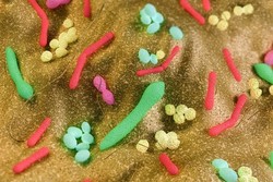 نقش باکتری های روده بر میزان تاثیر داروهای فشارخون