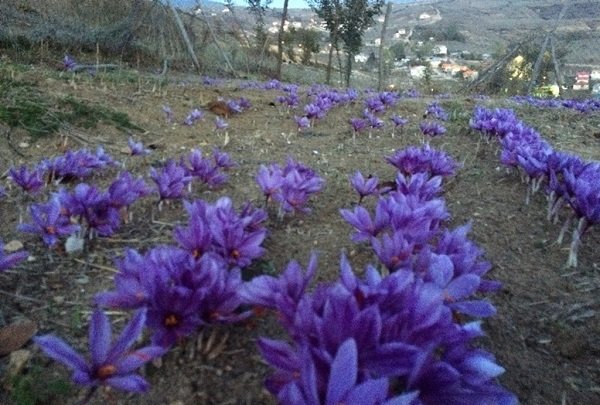 Saffron export in S Khorasan up 22%