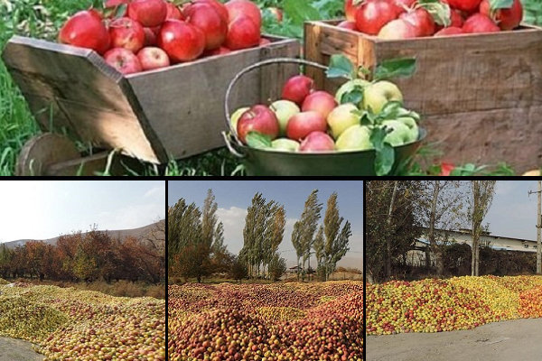 مهر ماه تلخ سیب ایران/ مشکلی که هر سال تکرار می‌شود