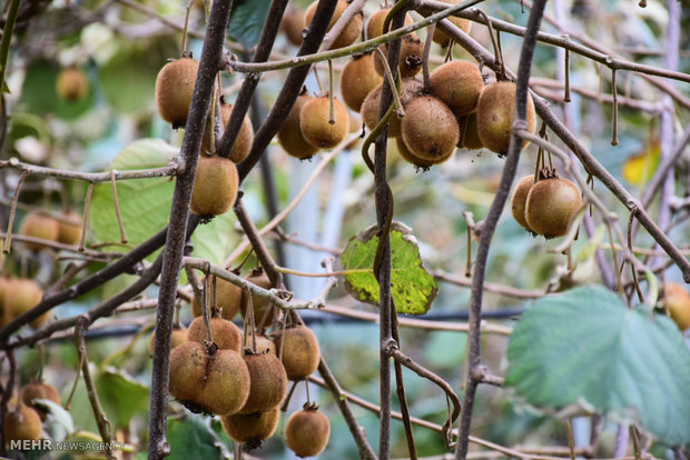 Kiwi fruit harvest in northern Iran