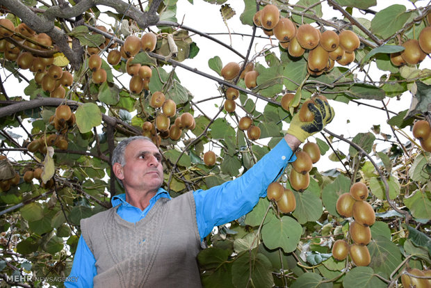 Kiwi fruit harvest in northern Iran