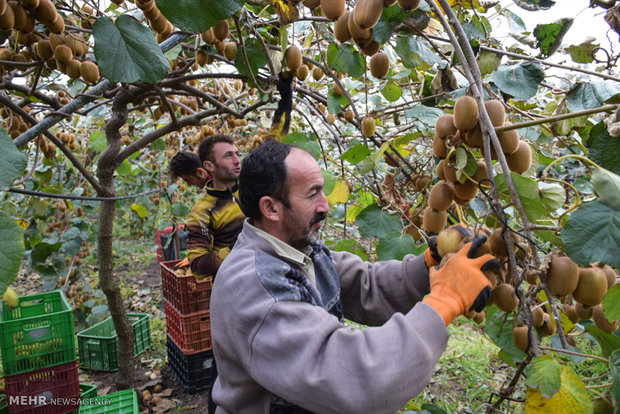 Kiwi fruit harvest in northern Iran