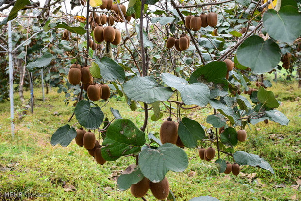 Kiwi fruit harvest in northern Iran