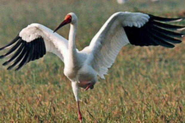 فرود درناهای مهاجردرتالاب گمیشان