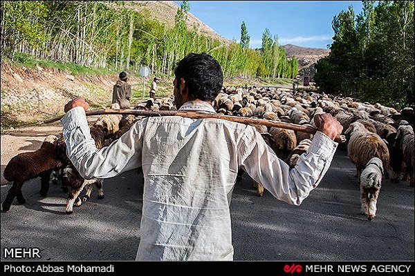 عشایر ایلام در ۹۵ کانون قشلاقی و ییلاقی پراکنش دارند