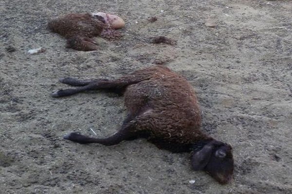 ۲۰۰ رأس گوسفند در روستای مشیرآباد قروه تلف شدند