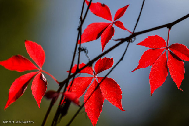 رنگ های زیبای پاییزی‎