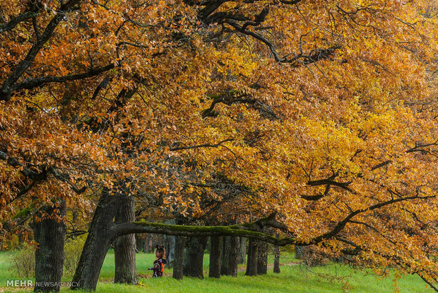 رنگ های زیبای پاییزی‎