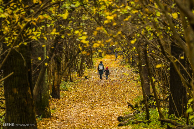 رنگ های زیبای پاییزی‎