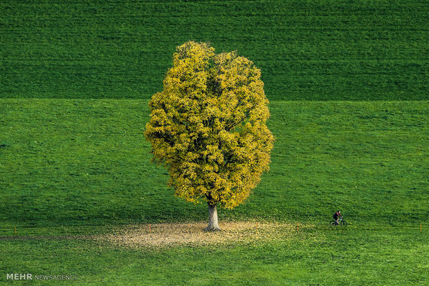 رنگ های زیبای پاییزی‎