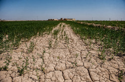 کشاورزی استان یزد در شرایط بحرانی است