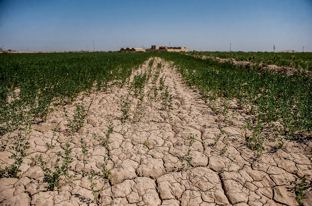 کشاورزی استان یزد در شرایط بحرانی است