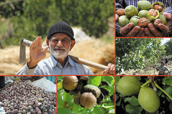 ایران سومین تولیدکننده گردوی جهان است 