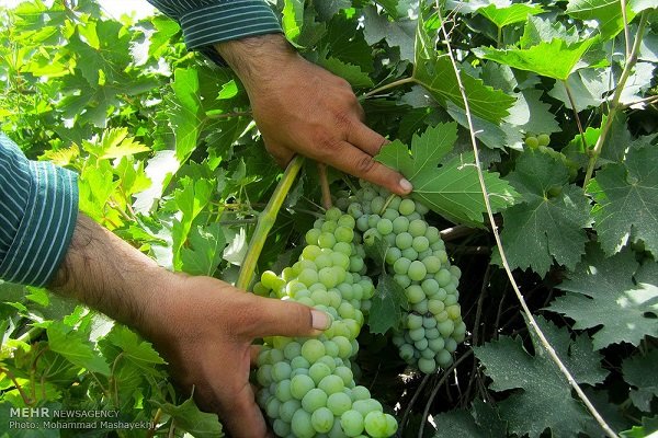 خسارت ۳ هزار میلیارد ریالی سرمازدگی به باغات انگور ملکان