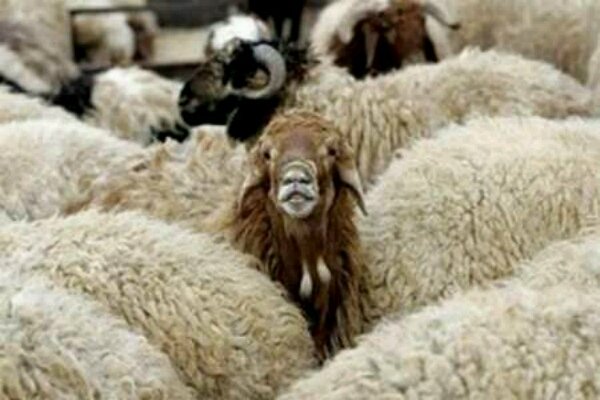 کشف ۱۲۳ راس گوسفند قاچاق در جهرم