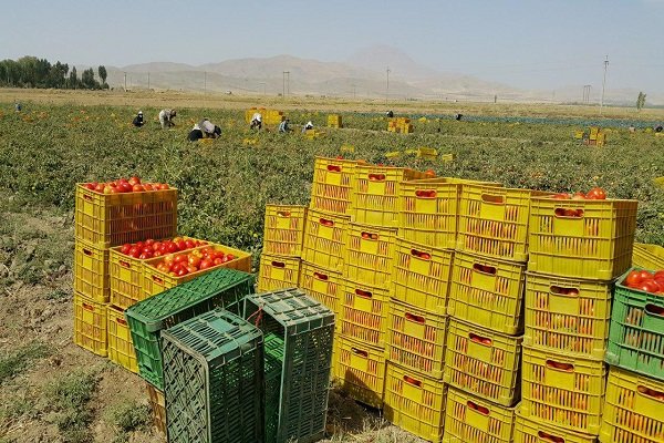 خرید توافقی ۱۵۰۰ تن گوجه فرنگی در همدان