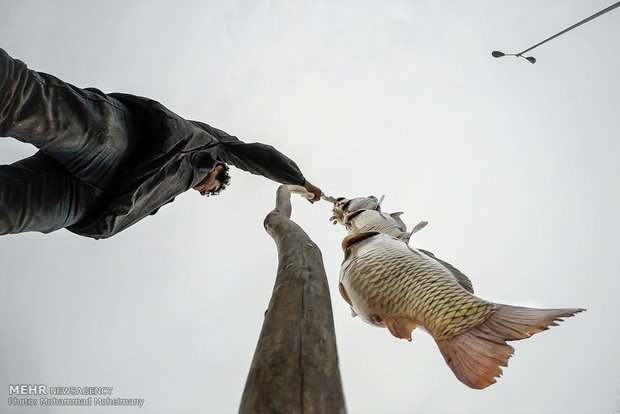 Fishing season underway in Caspian Sea