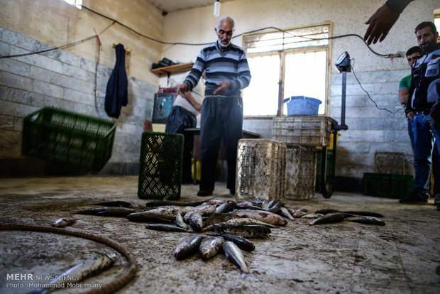 Fishing season underway in Caspian Sea