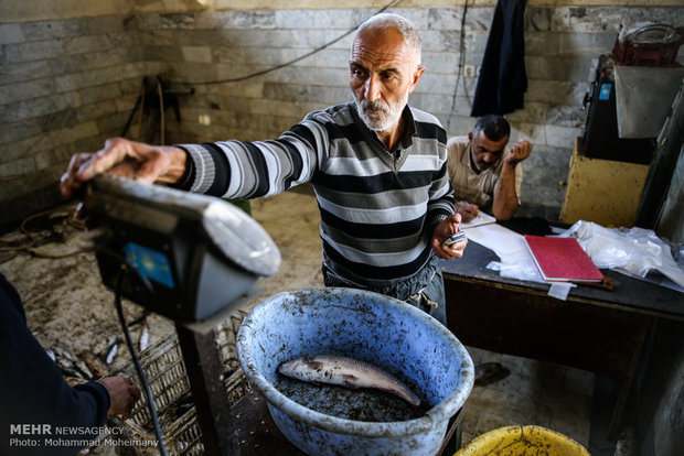 Fishing season underway in Caspian Sea