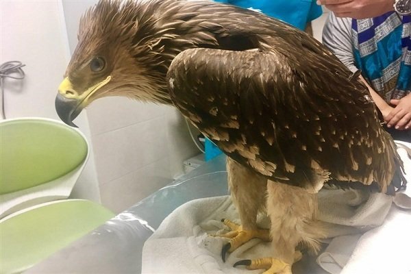 یک بهله عقاب طلایی در طرود شاهرود کشف شد
