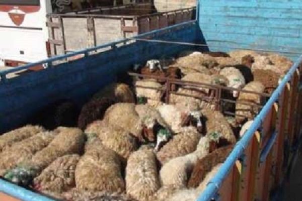 کشف ۲۲۰ رأس گوسفند قاچاق و دستگیری ۷ سارق در کبودرآهنگ