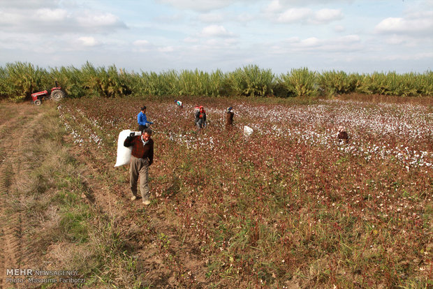 Farmers pick cotton harvest in NW Iran