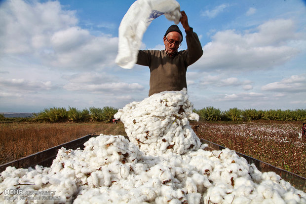 Farmers pick cotton harvest in NW Iran