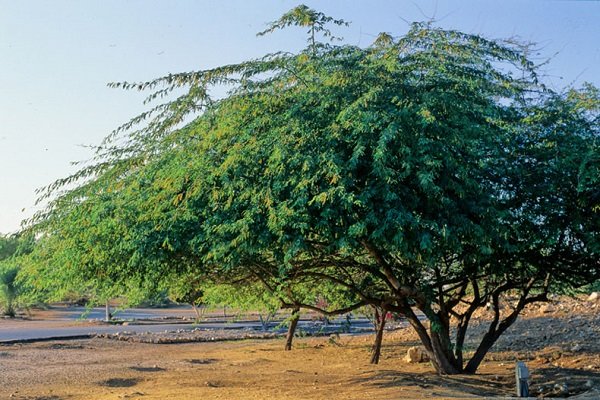 عامل قطع درختان جنگلی کهور قلعه گنج به کاشت درخت محکوم شد