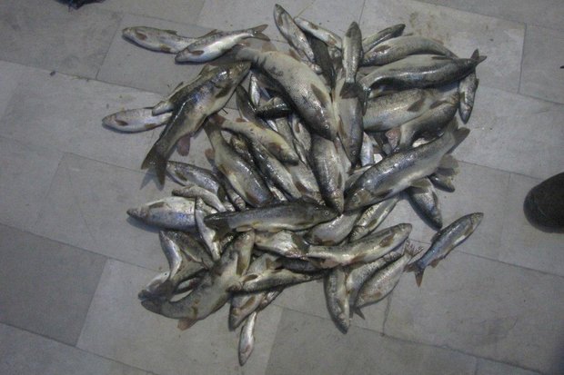 متخلفین صید ۱۸٠ قطعه ماهی در دنا دستگیر شدند