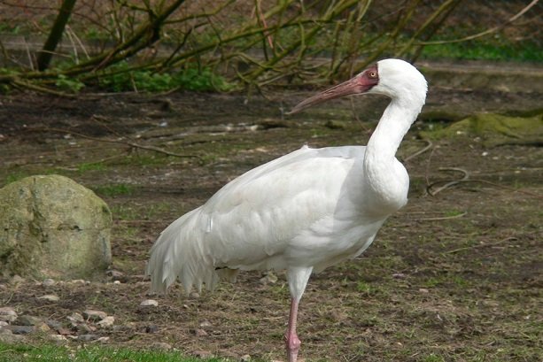 Last western Siberian crane ‘Omid’ lands in Iran  