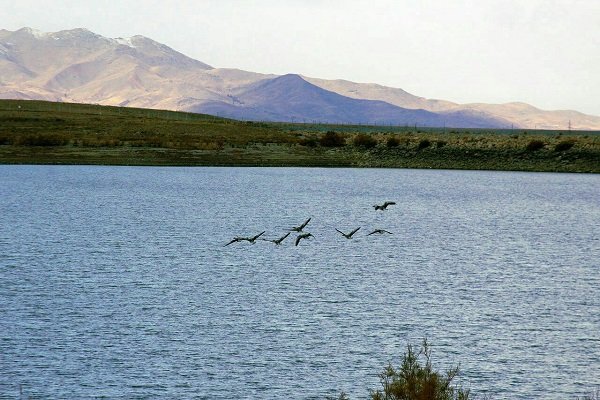 ۲۸۶ گونه پرنده در آذربایجان غربی شناسایی شد