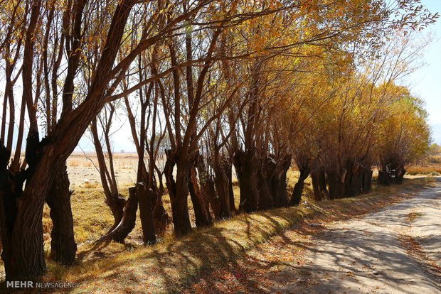 Autumn in Dasht-e Arzhan