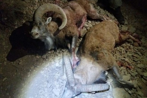 شکارچیان قوچ و کل وحشی در منطقه پرور مهدیشهر دستگیر شدند