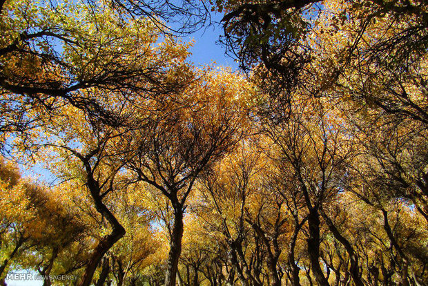 طبیعت پاییزی جنگل پدگان شهرستان مهرستان