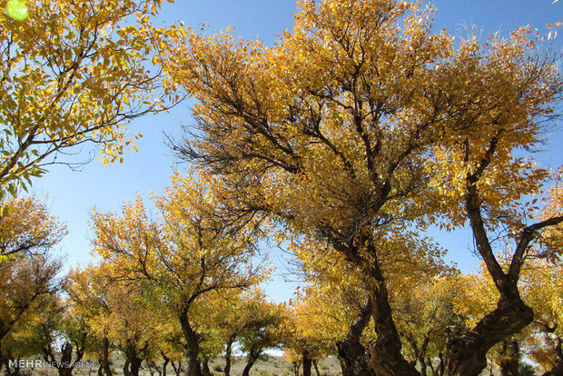 طبیعت پاییزی جنگل پدگان شهرستان مهرستان