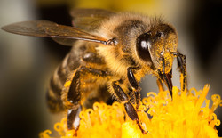 Insect pollinators
