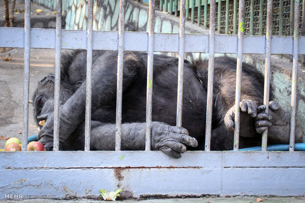 Eram Zoo home to countless animal species