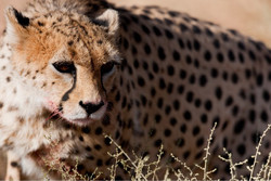 Asiatic Cheetah/ Photo by Ali Mohammadi