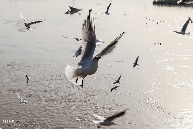 1st group of migratory birds arrive in Karun coast