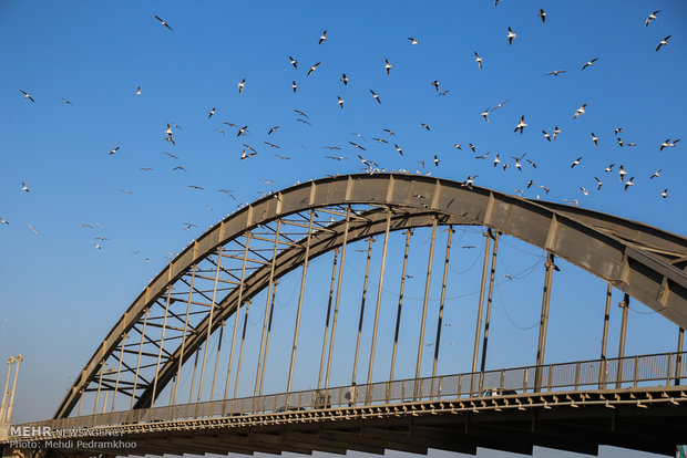 1st group of migratory birds arrive in Karun coast