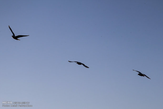 1st group of migratory birds arrive in Karun coast